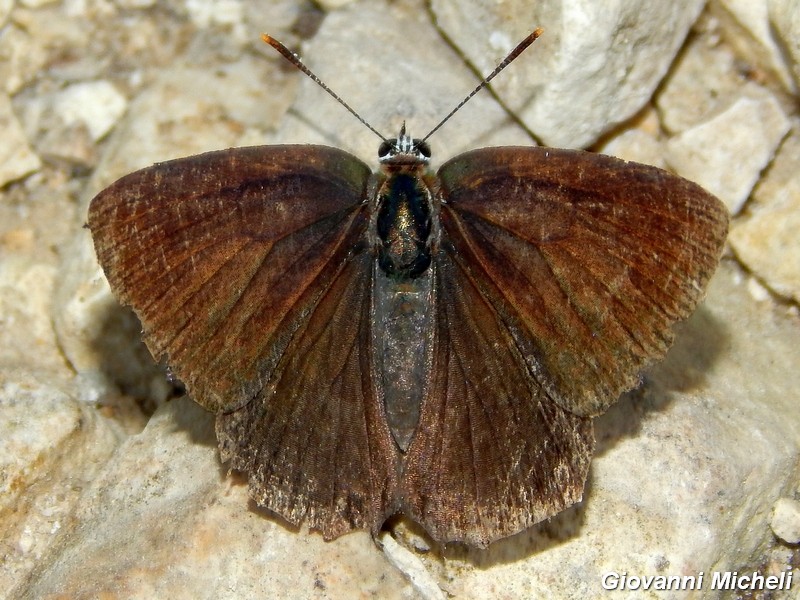 Favonius quercus